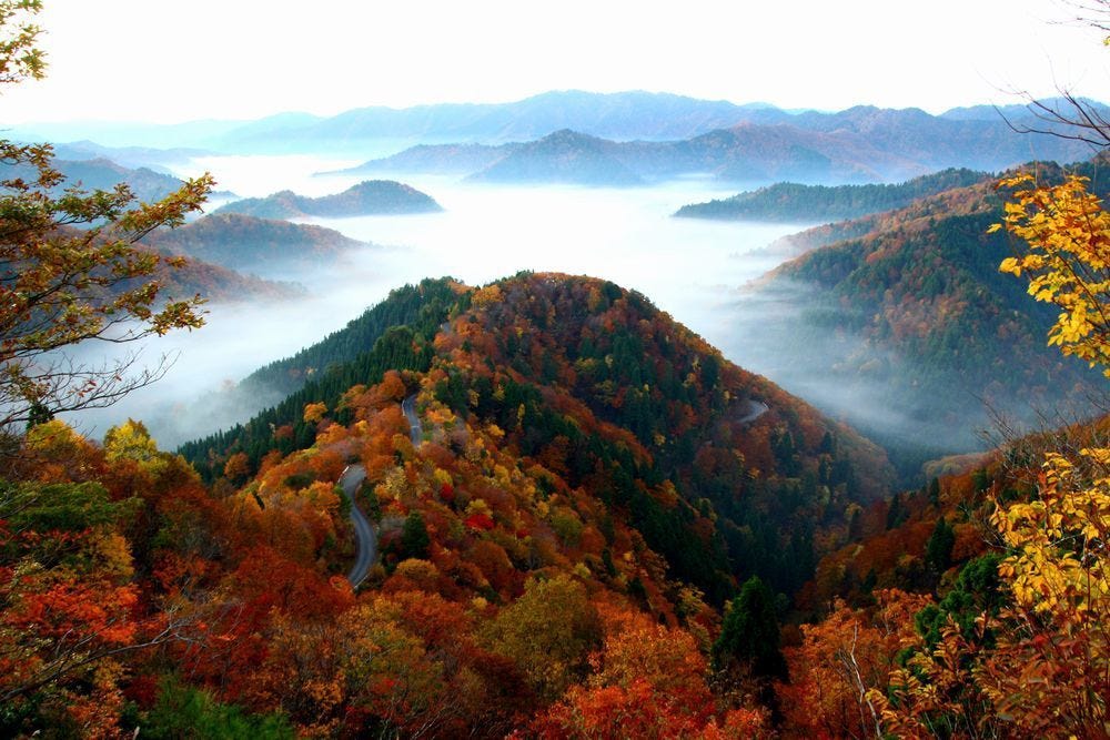 紅葉x 化學 紅葉為誰紅 第七狩 解構四國紅葉賞地兼預想滿開日 By 是日太郎 是日日本 Medium