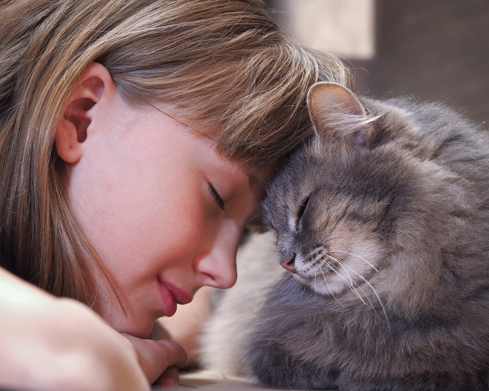 7 Reasons Why Humans & Cats Are A Match Made In Heaven