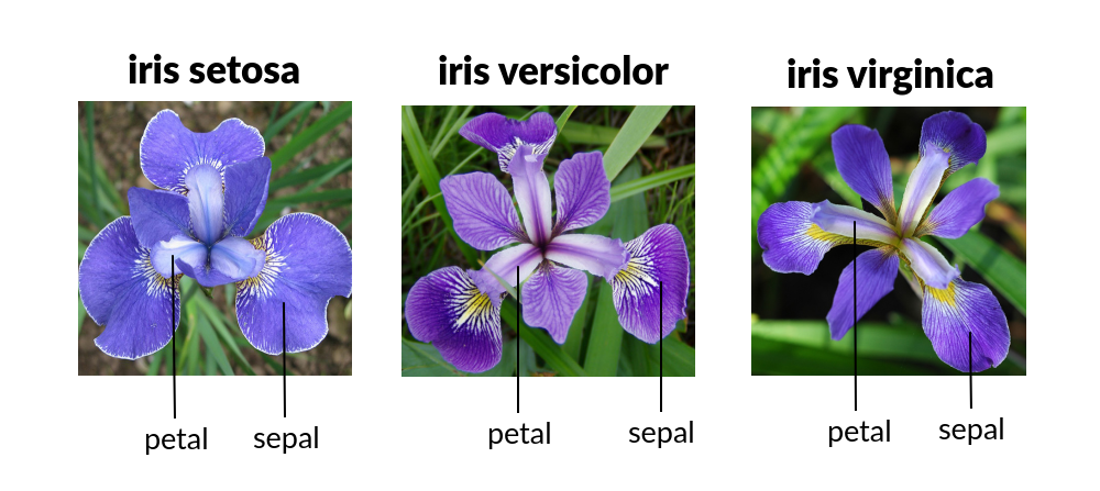 Iris Species Classification — Machine Learning Model