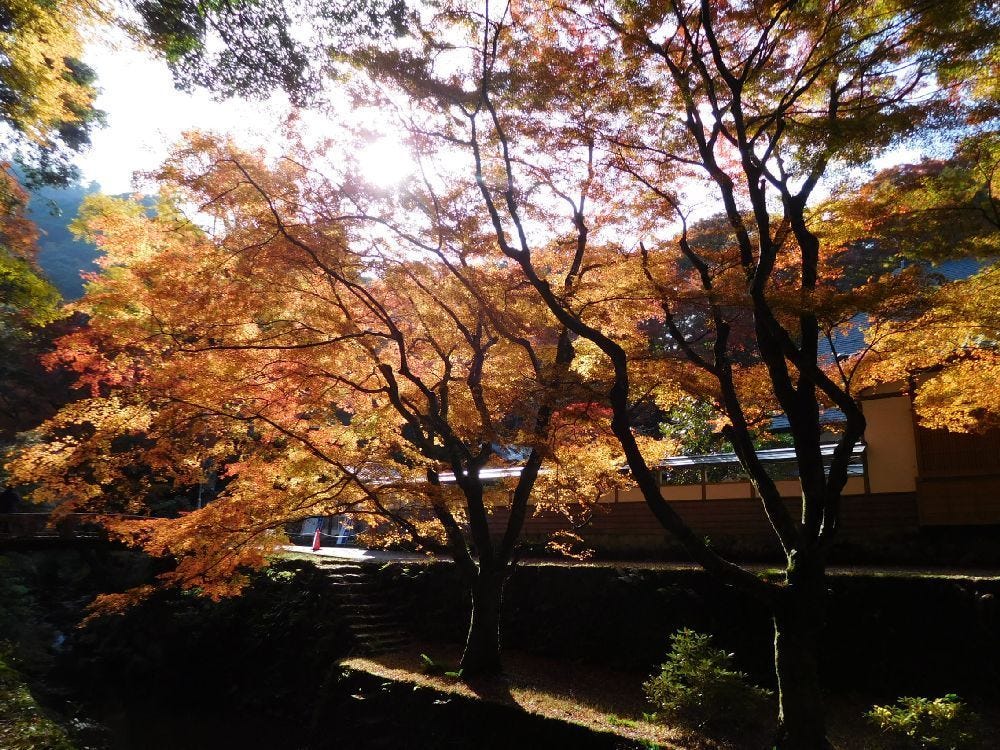 島根縣的紅葉銀杏賞 島根的紅葉銀杏預想期 第一回 By 是日太郎 是日日本 Medium