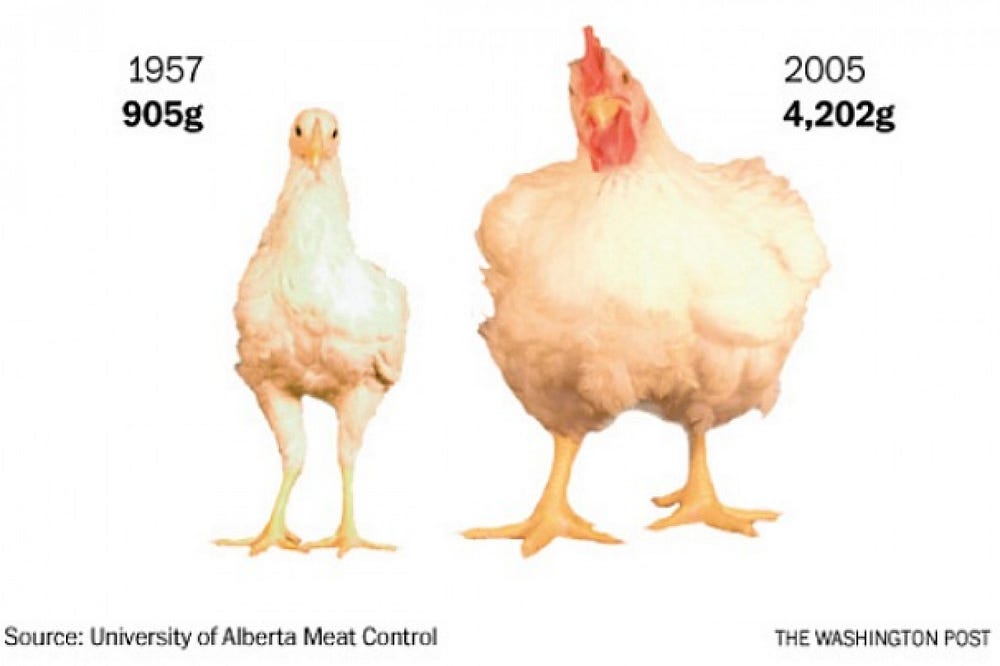 The Chicken Industry is Clucked. Poultry Production and its
