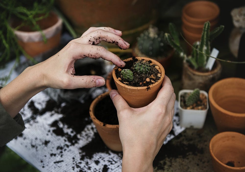 How To Start Gardening At Home Fazeela Rasheed Medium