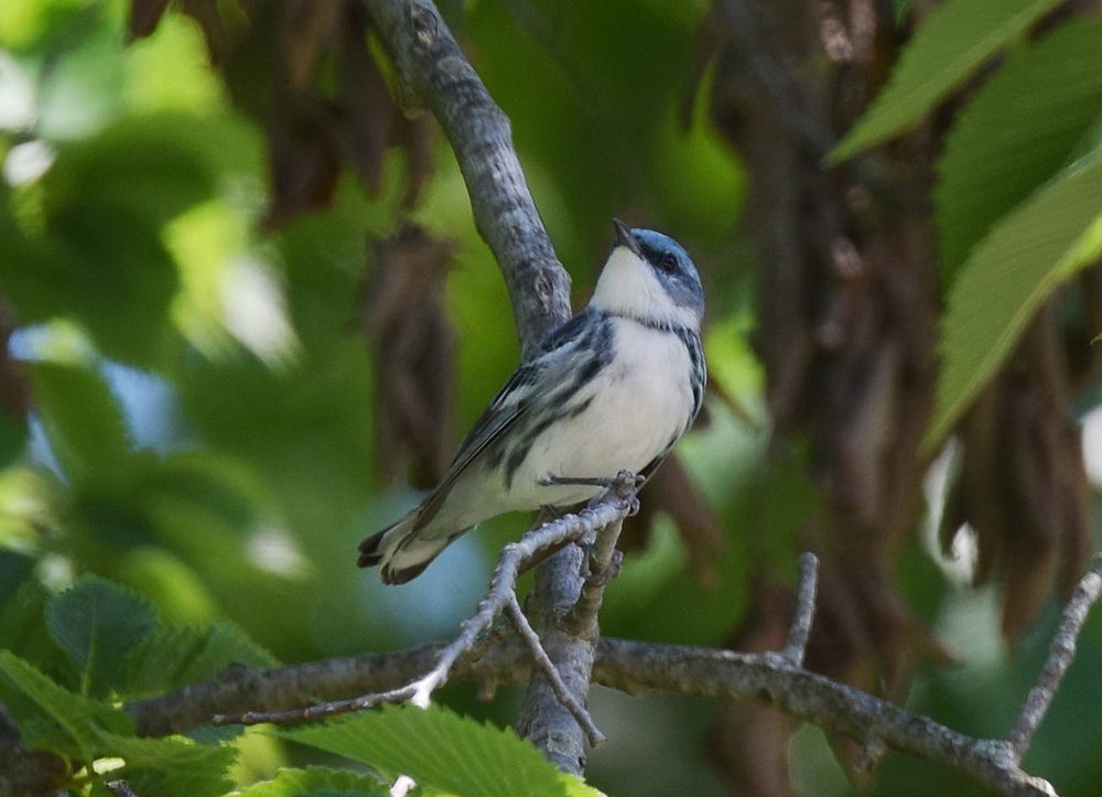 Blue and white bird perched in a tree