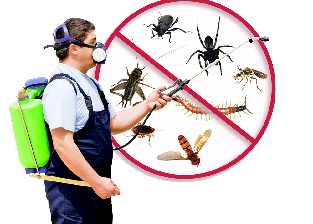 Ant Control And Prevention In Las Vegas