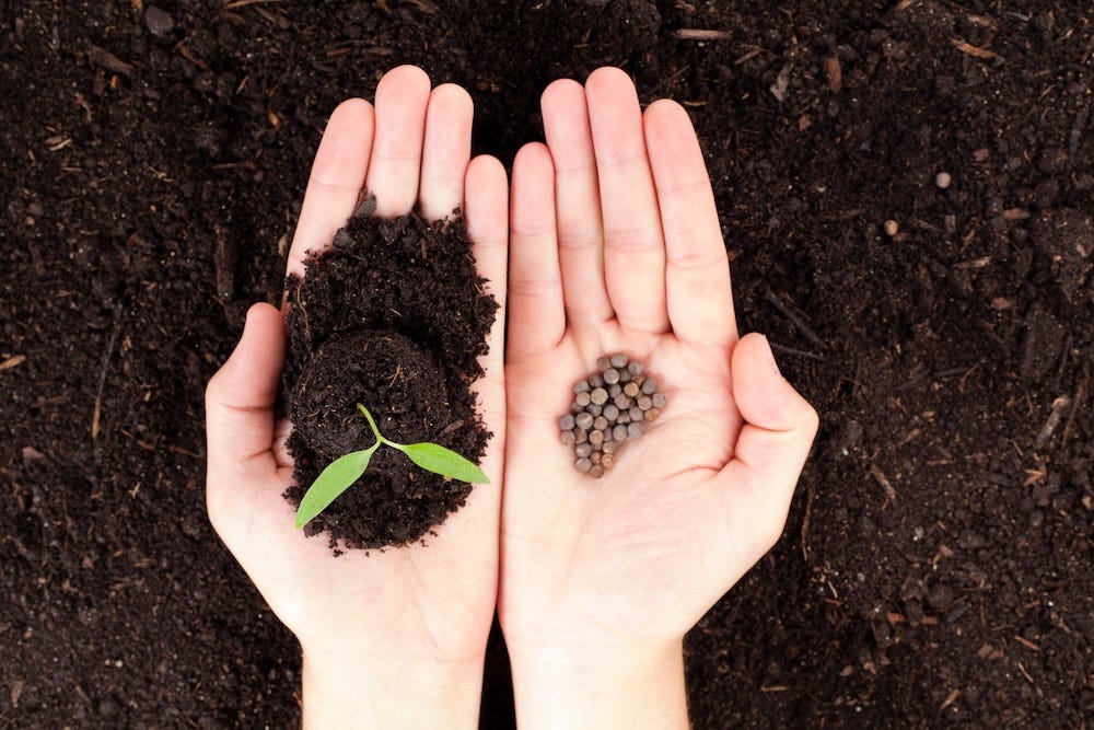 Planting permaculture seeds, image of seeds and seedling