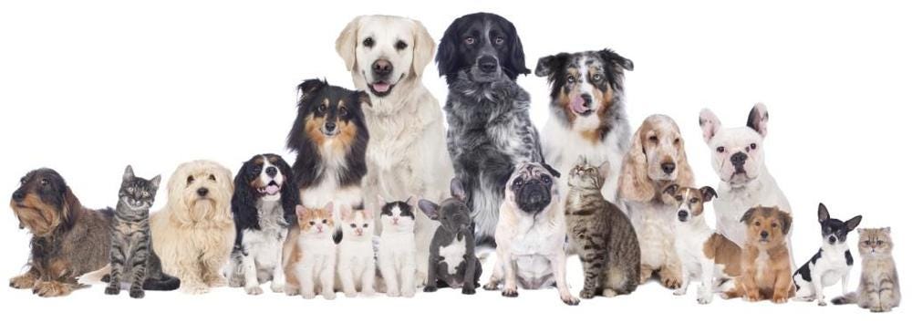 Relocation Of Cats And Dogs For Adaptation By Pet Planet Hk Medium