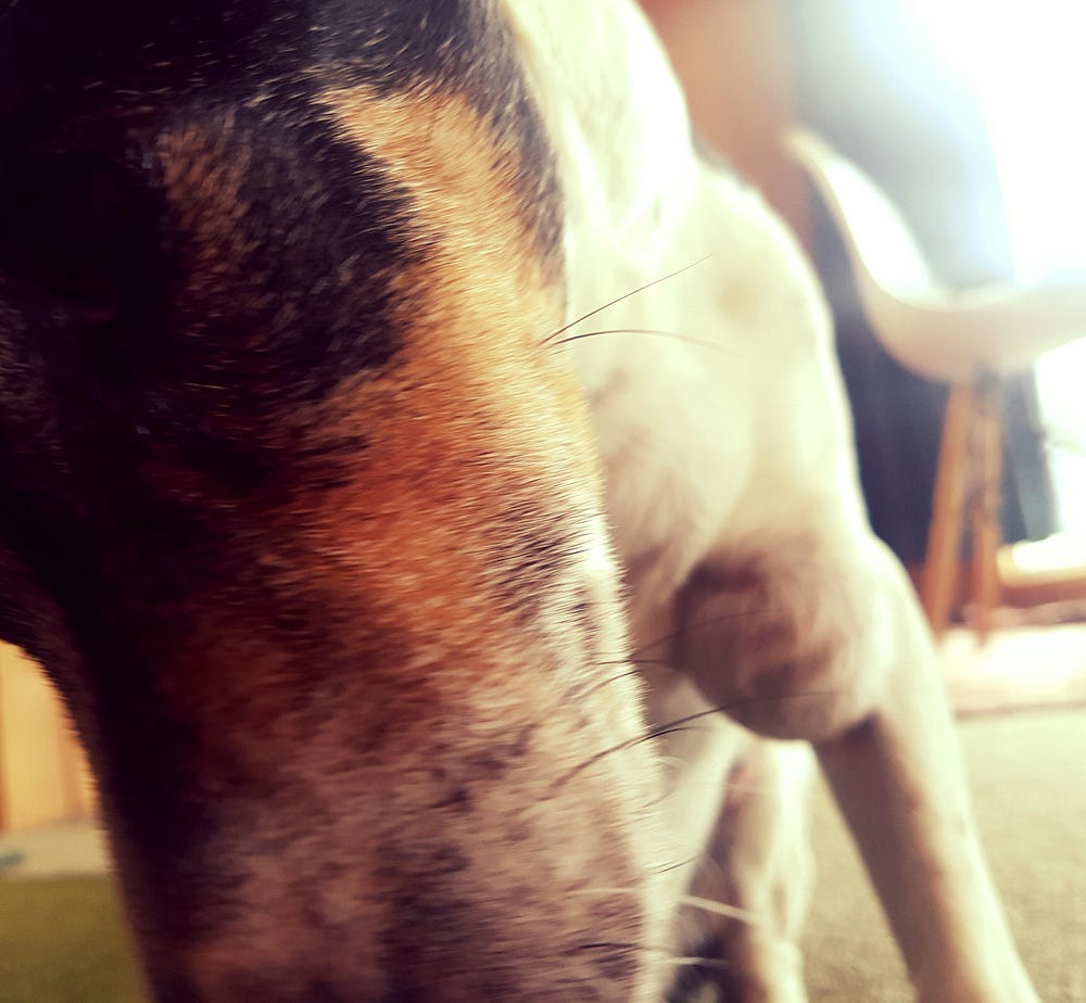 Fidel, my faithful old doggo