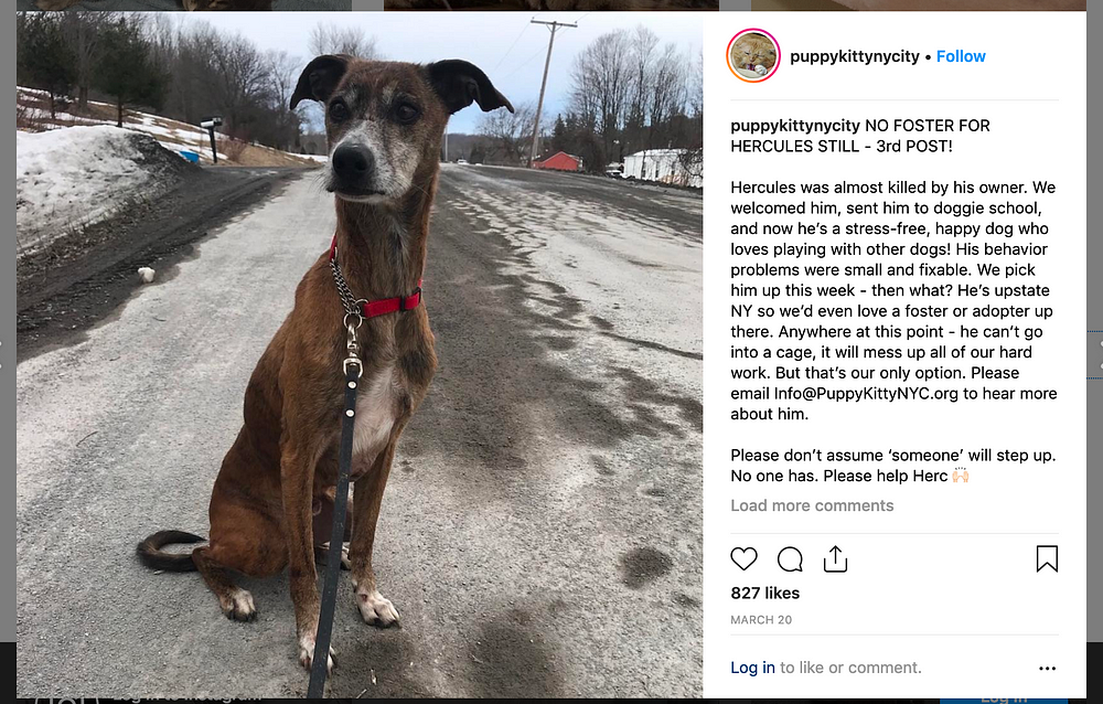 Puppy Kitty Ny City Carving A Path For D I Y Animal Rescue Along With Its Problems By Shreeda Segan Medium Puppy Kitty Ny City Carving A Path For D I Y Animal Rescue Along With Its Problems By Shreeda Segan Medium