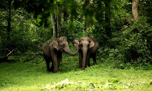 8 Reasons to Visit Muthanga Wildlife Sanctuary in Kerala | by Lelagoon  Holidays | Medium
