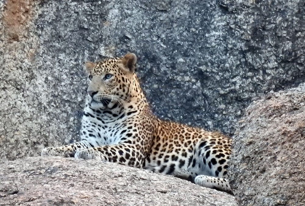 Get mesmerised with Jawai leopard safari camp ...