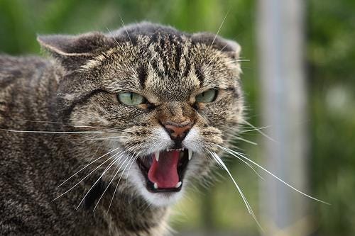Signs That Your Cat Is Sad And Needs Your Attention Asap By Thepawz Lab Medium