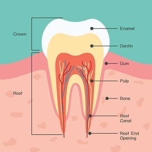 You Re Going To Need A Root Canal By Dr Igor Khabensky Medium
