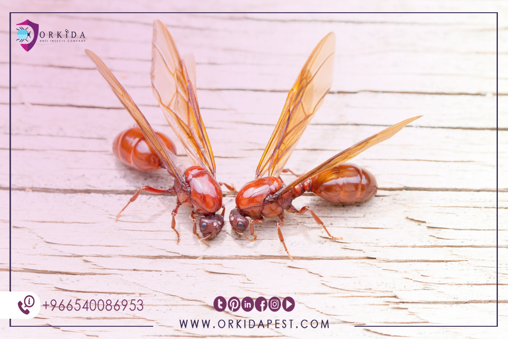 سبب ظهور النمل الطائر في المنزل. هل النمل الطائر يسبب ضررا كبيرا لعائلتي؟ بواسطة Orkida Pest Medium