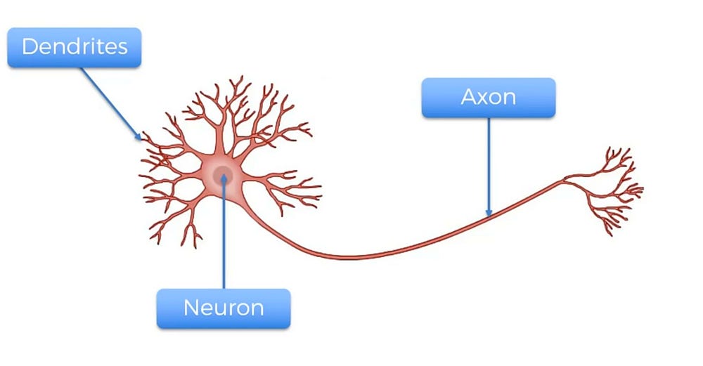 neuron in deep learning