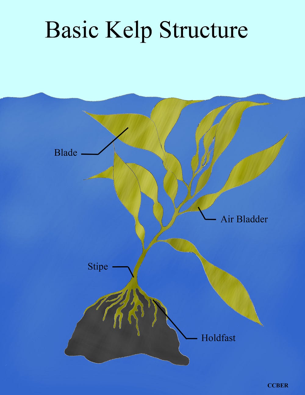 Biotic and Abiotic Factors Changing Kelp Population Dynamics by Melanie Perez Medium