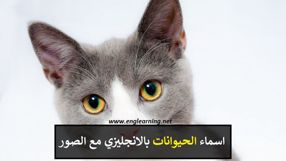 اسماء الحيوانات بالانجليزي مع الصور By Englearning Net Medium