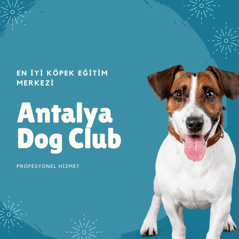 Antalya Dog Club Kopek Egitimi Merkezi Ve Oteli Medium