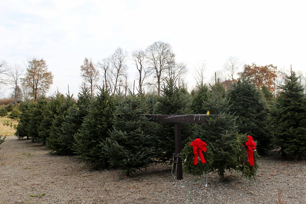 Christmas Tree Picking in the Hudson Valley by Nicolette Muro The