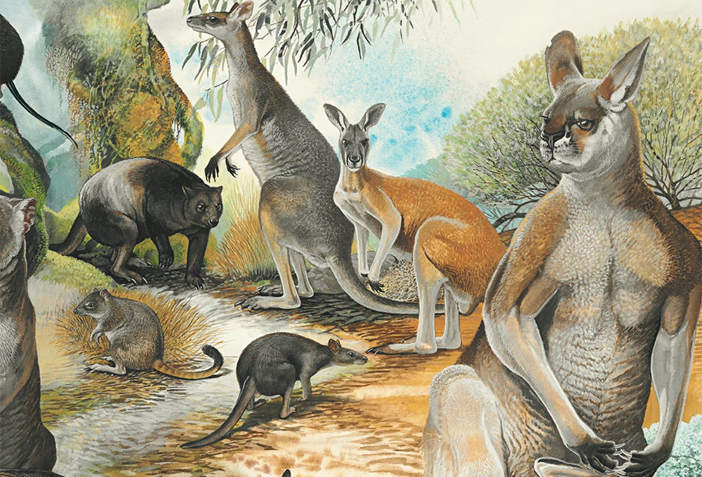 Native Australian Animals. Reading of times where megafauna ruled… | by  Anna Brozek | Medium