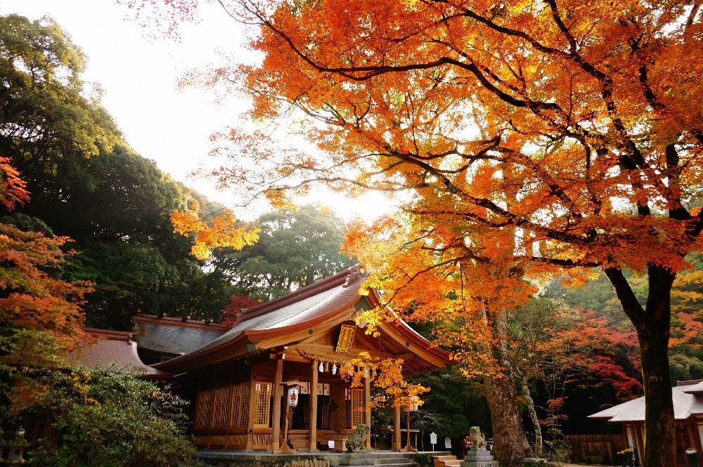 福岡縣的紅葉銀杏賞 福岡的紅葉銀杏預想期 第一回 By 是日太郎 是日日本 Medium