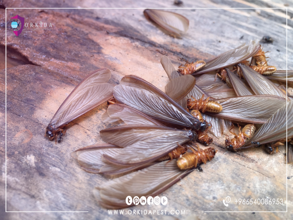 النمل في الحمام واسباب ظهور النمل الطائر في الحمام وكيفية التخلص منها | by  ORKIDA PEST | Medium