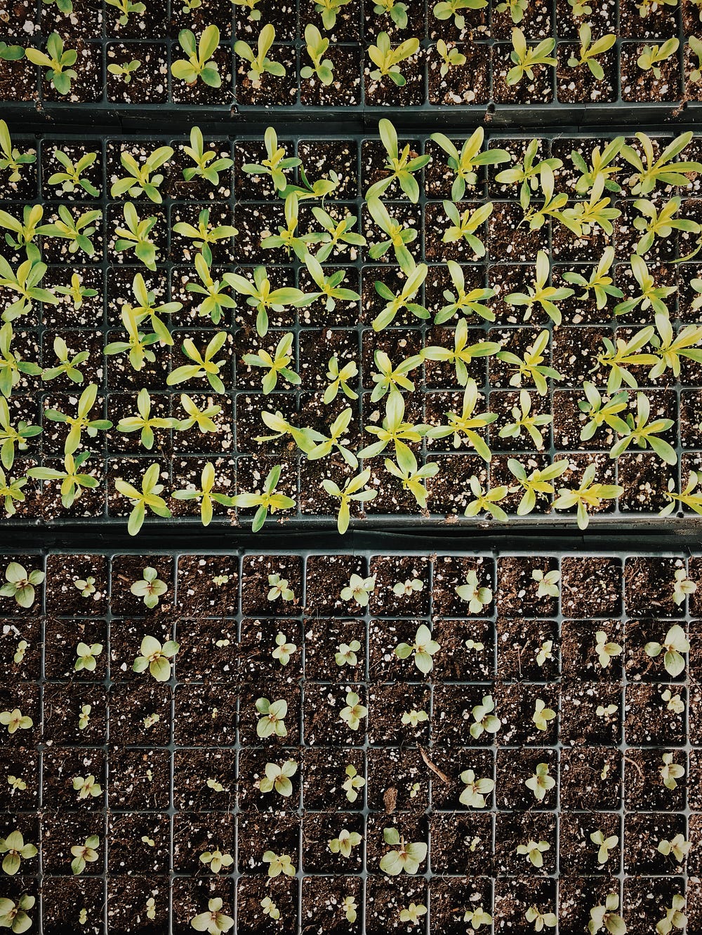 Flower Thinkin’: Seeding - Riah Durick - Medium