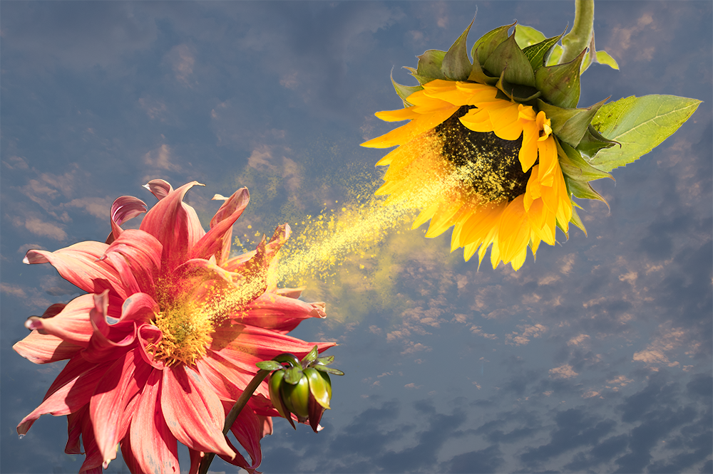 Cross-Pollination of Ideas. Part 3 of How to Creatively Solve…  by Simon Amarasingham  Medium