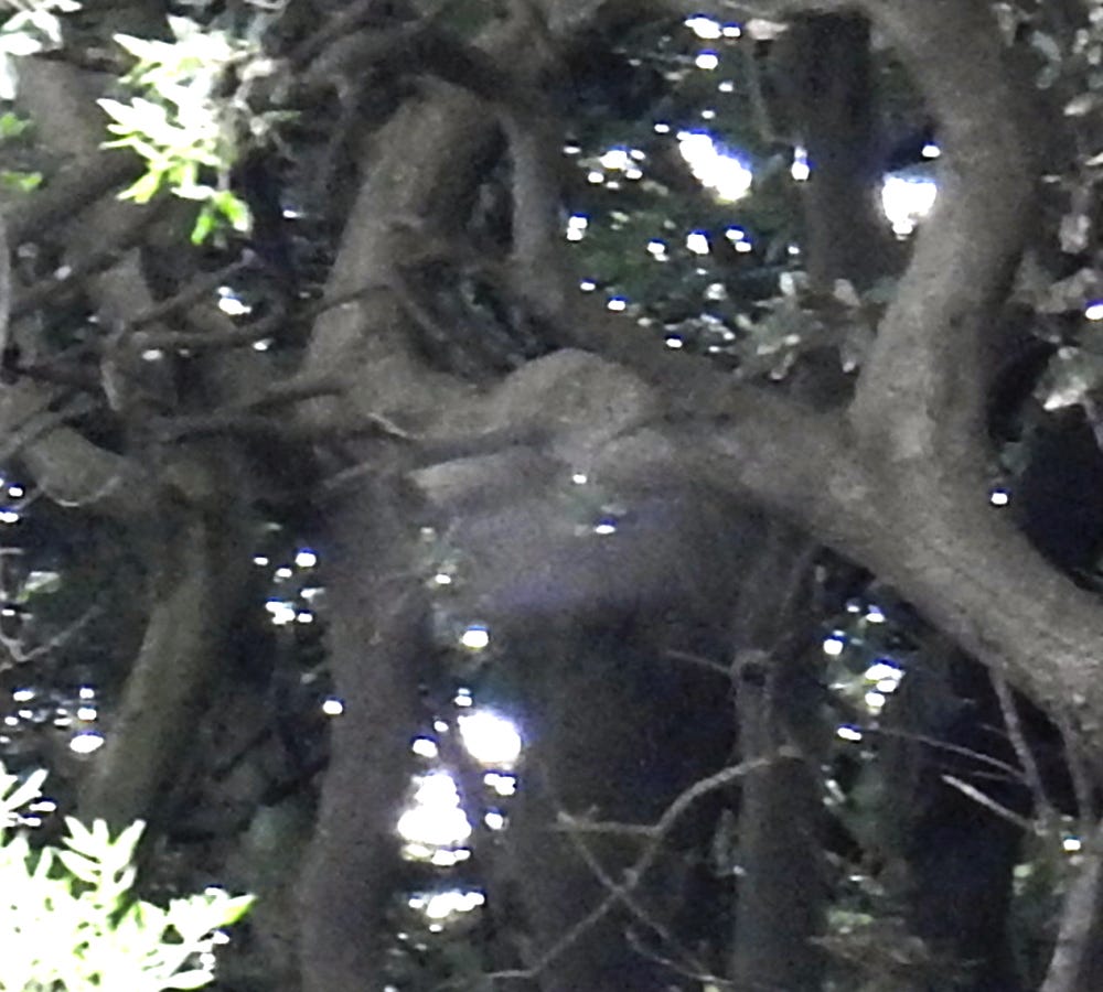 Strange Translucent Thing,. I was in my bedroom typing out a UFO… | by ...