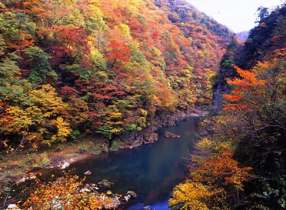 秋田縣的紅葉銀杏賞 秋田的紅葉銀杏預想期 第一回 By 是日太郎 是日日本 Medium