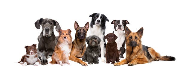 How to Build a Dog Breed Classifier using CNN? - Umar Farooq - Medium