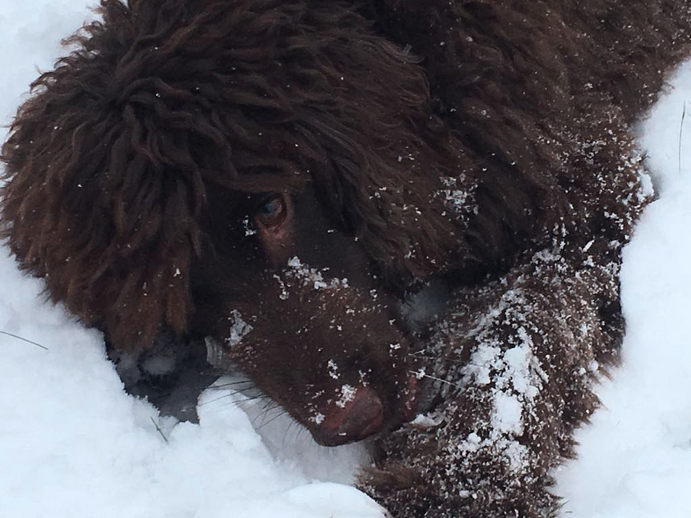 The Beast From The East The Snow Storm Continues To Hamper By Raphe Palmer Medium