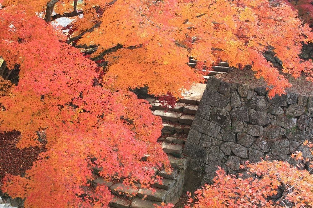 岡山縣的紅葉銀杏賞 岡山的紅葉銀杏預想期 第一回 By 是日太郎 是日日本 Medium