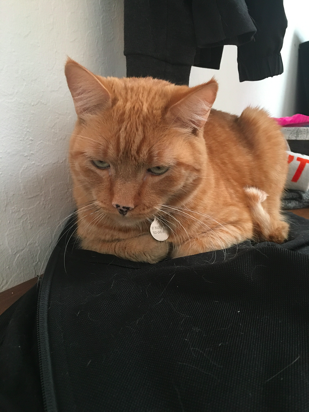 Do Cats Hold Grudges Here S The Science Behind Whether These By Sam Westreich Phd Sharing Science Medium