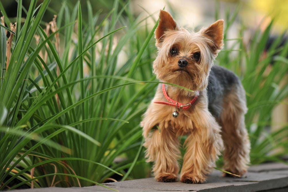 done deal teacup yorkshire terrier