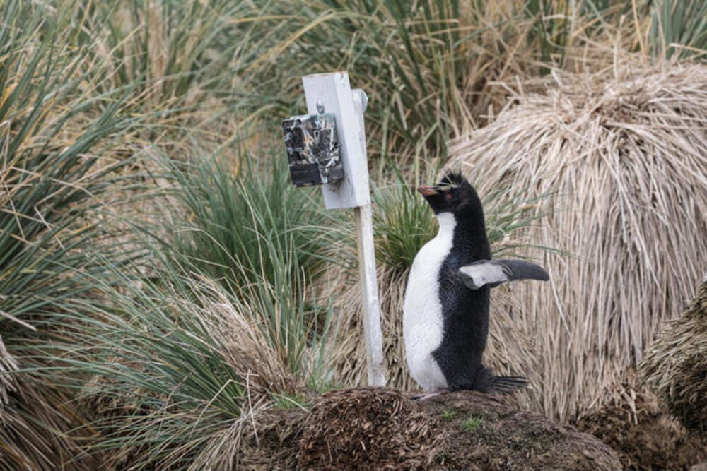 game camera with remote viewing