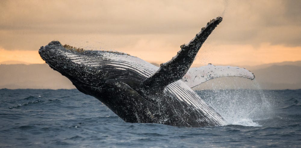 The Whales Call