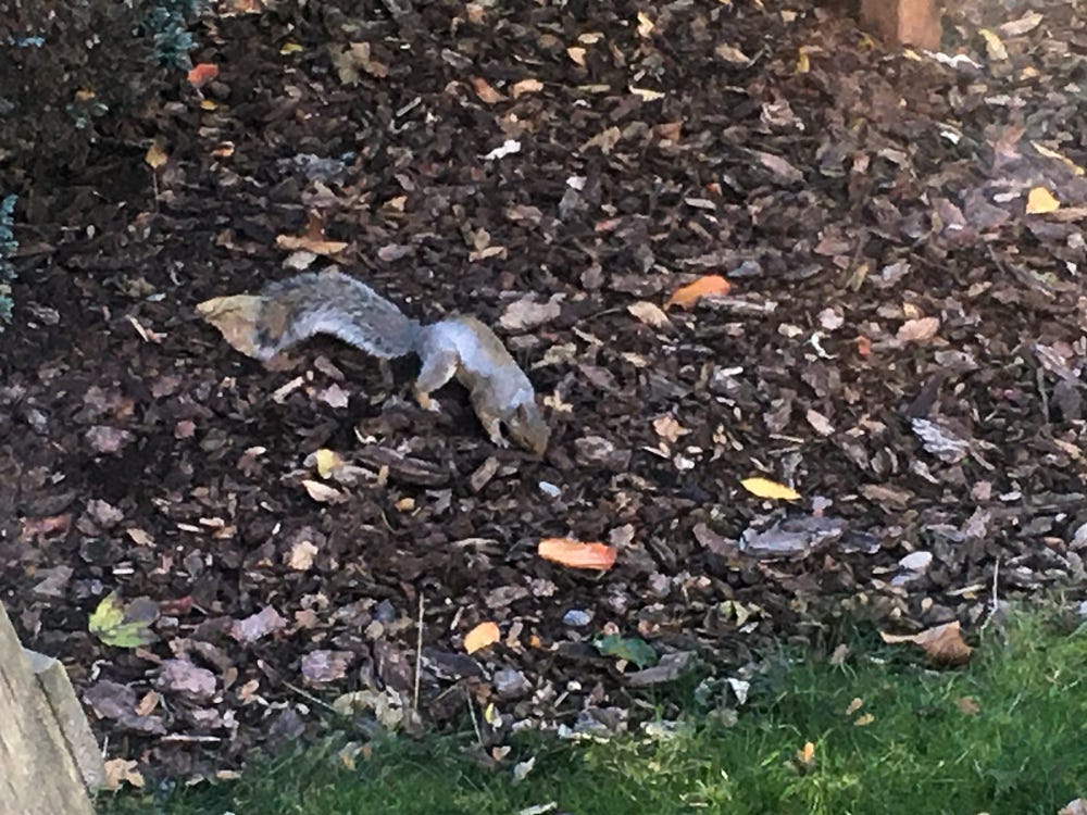 Squirrel playing in my backyard