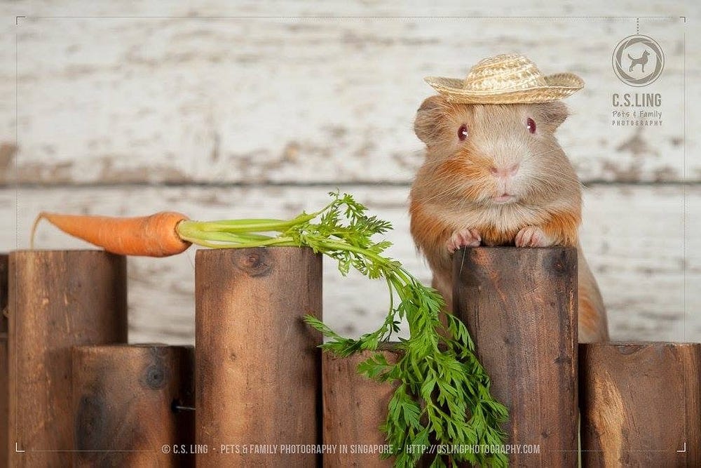 Guinea Pig Breed Classification - Fan Yeng-Loon - Medium