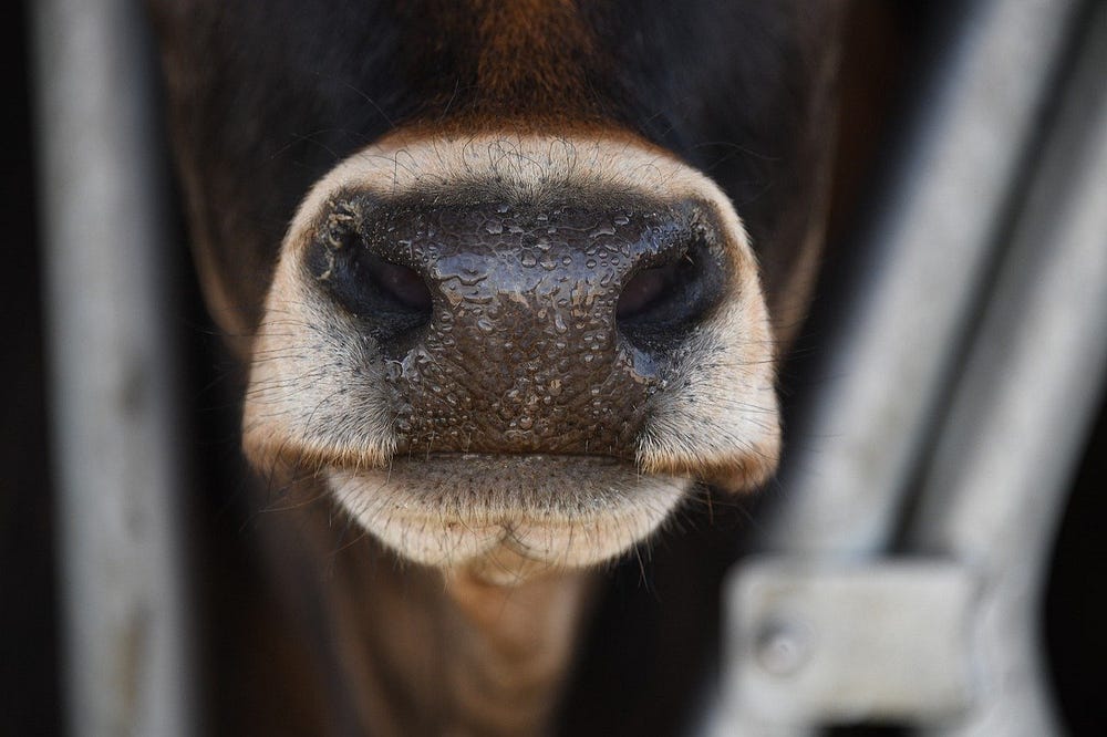 IMAGE: A cow’s snout coming out of a metallic cage in a farm
