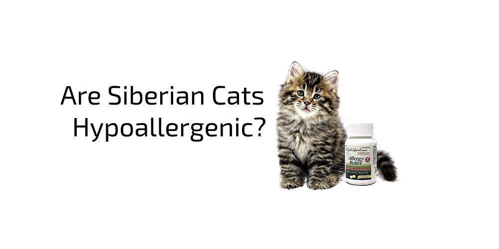 Are Siberian Cats Hypoallergenic? | by Catsyowl | Medium