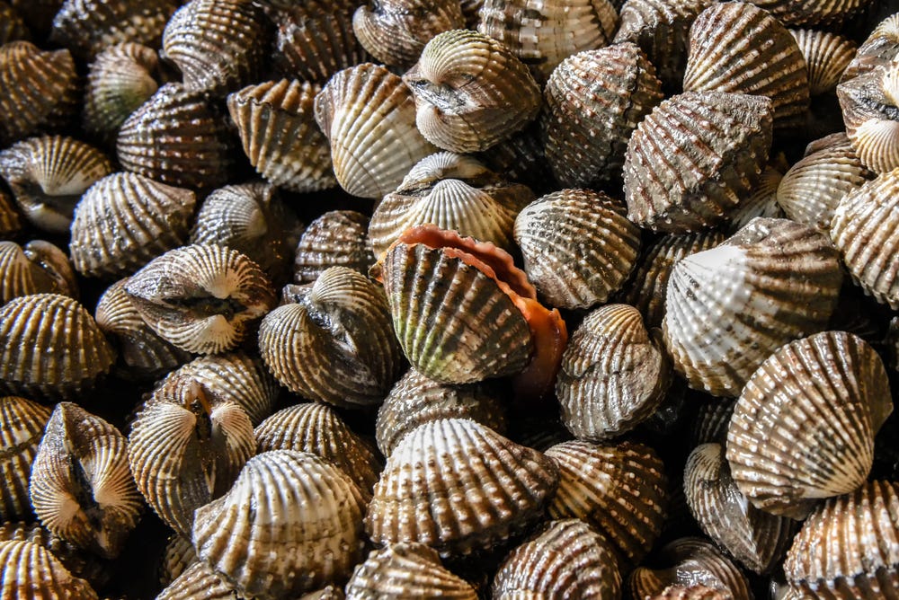 Image result for cockle fish