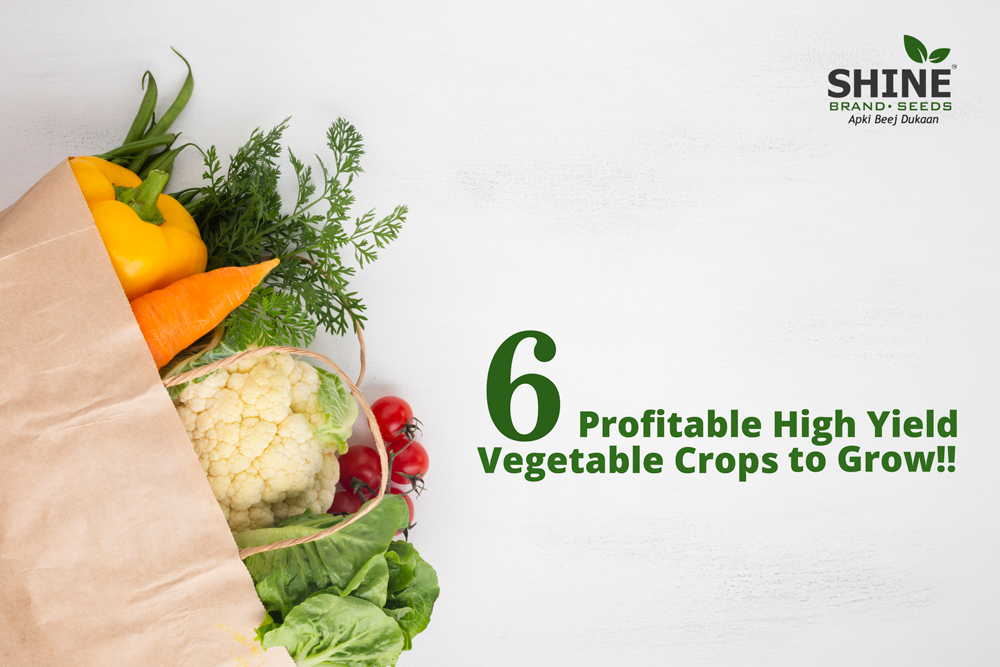 Most Profitable Vegetables To Grow And Sell In India