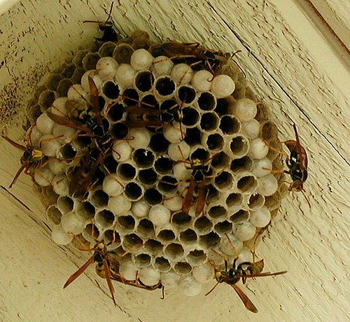 nest wasp nests wasps deal types paper their tips medium long build bee skinny dealing rid tricks pests efficiently certain