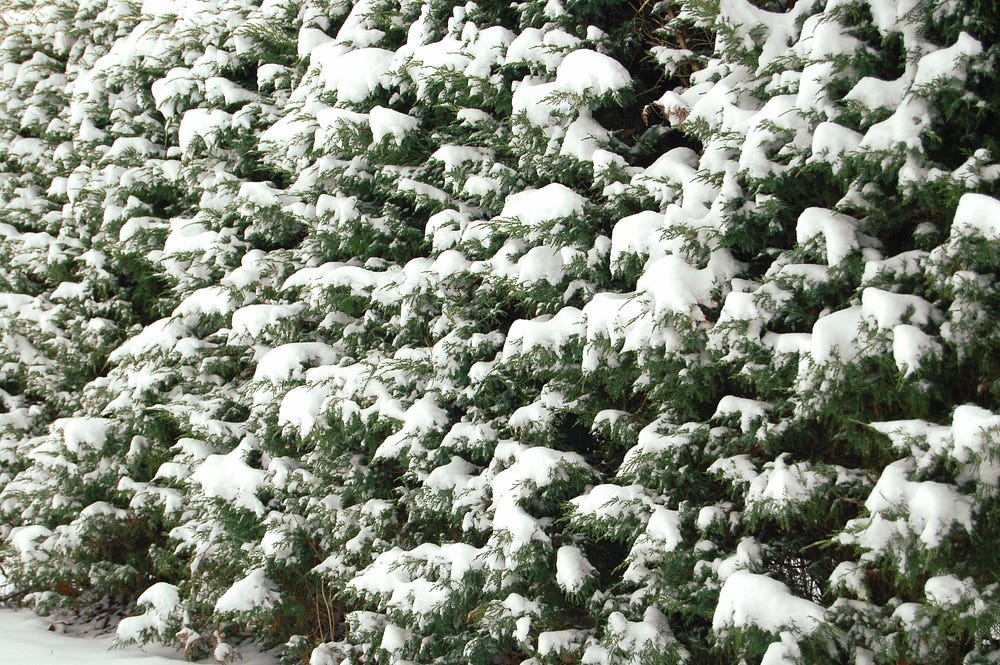 Emeralds Vs Green Giants: Dueling Thujas Competing For Your Garden | by