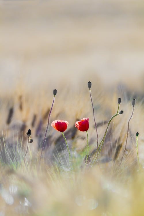 Two, red flowers growing side by side in a field.
