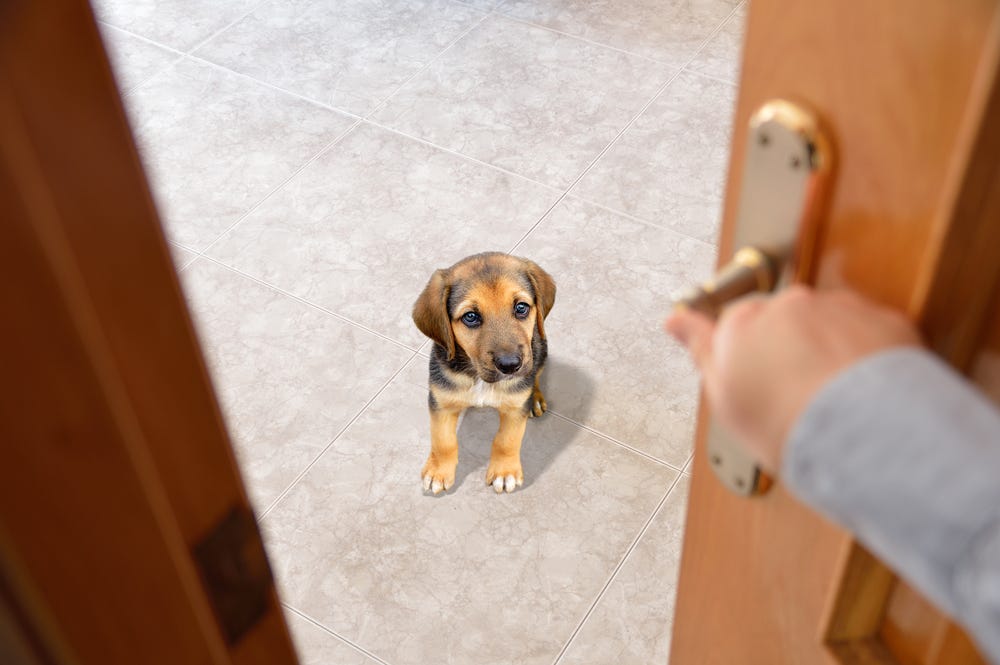 The Gate Escape Threshold Training For Your Dog Mccann Dog