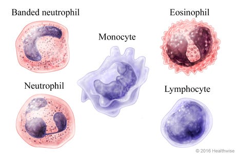 Week 2: Blood Cell Classification - Tolga Furkan Güler - Medium