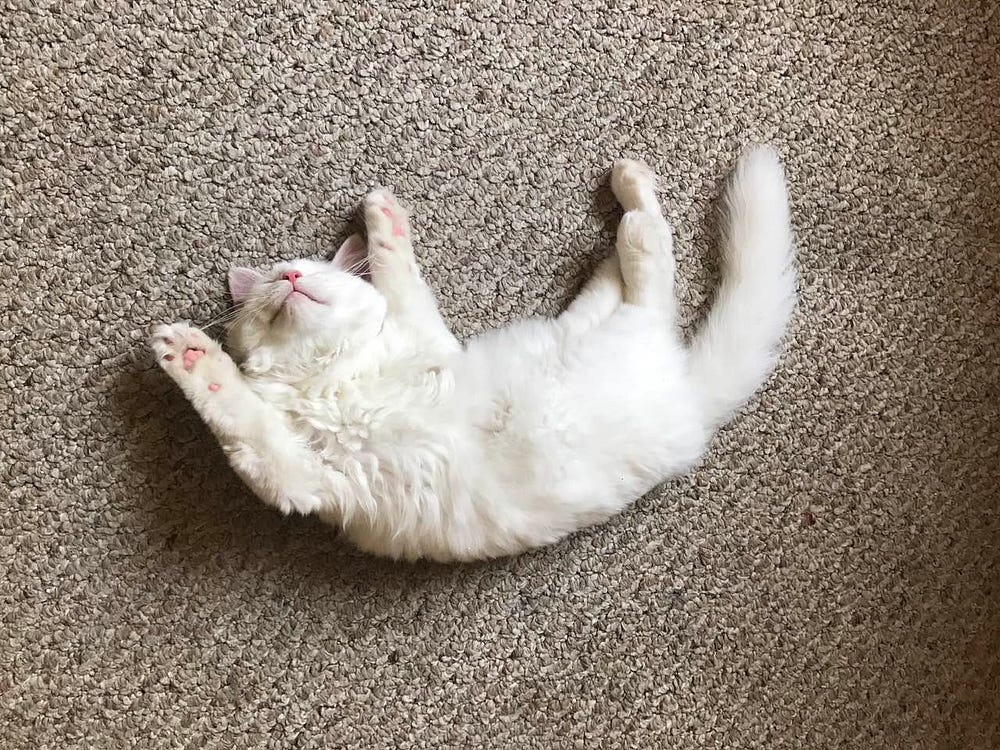 Cats, as known as the most weird pets in the world, are unpredictable