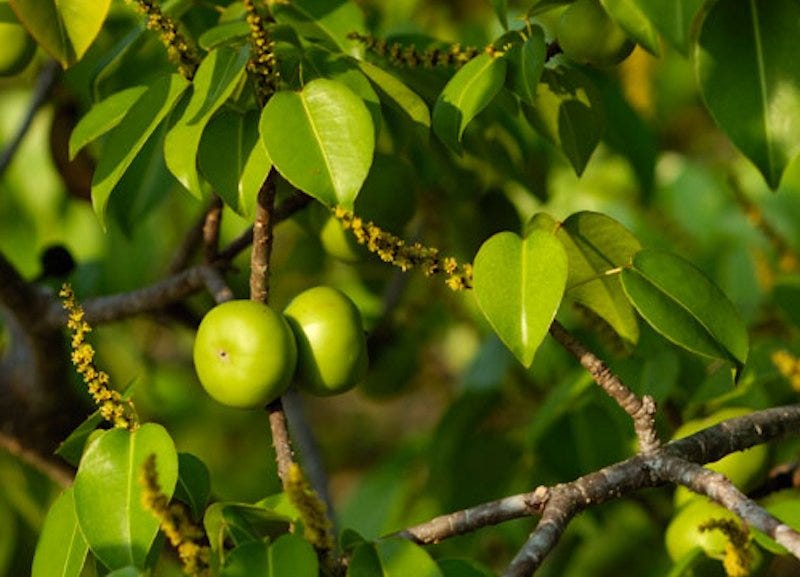 Apples and Oranges — what’s the difference? - Dron Hazra - Medium