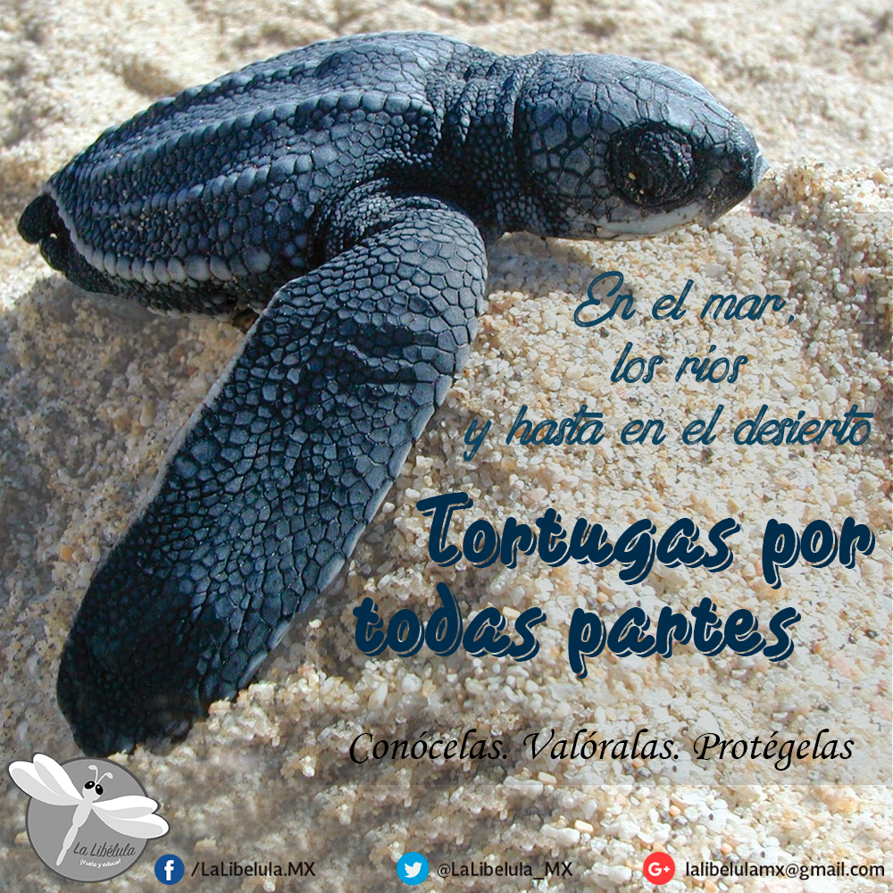 Lo que no sabías sobre las tortugas de México 🐢🐢🐢 | by La Libélula  México | Medium